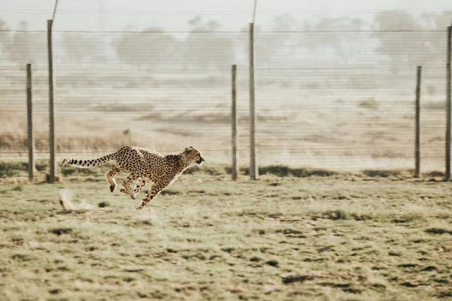 cheetah_running
